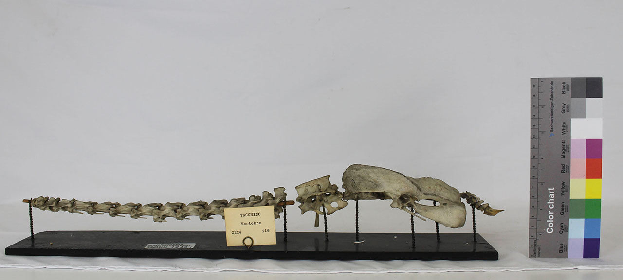 VERTEBRATI/ UCCELLI/ tacchino (esemplare)