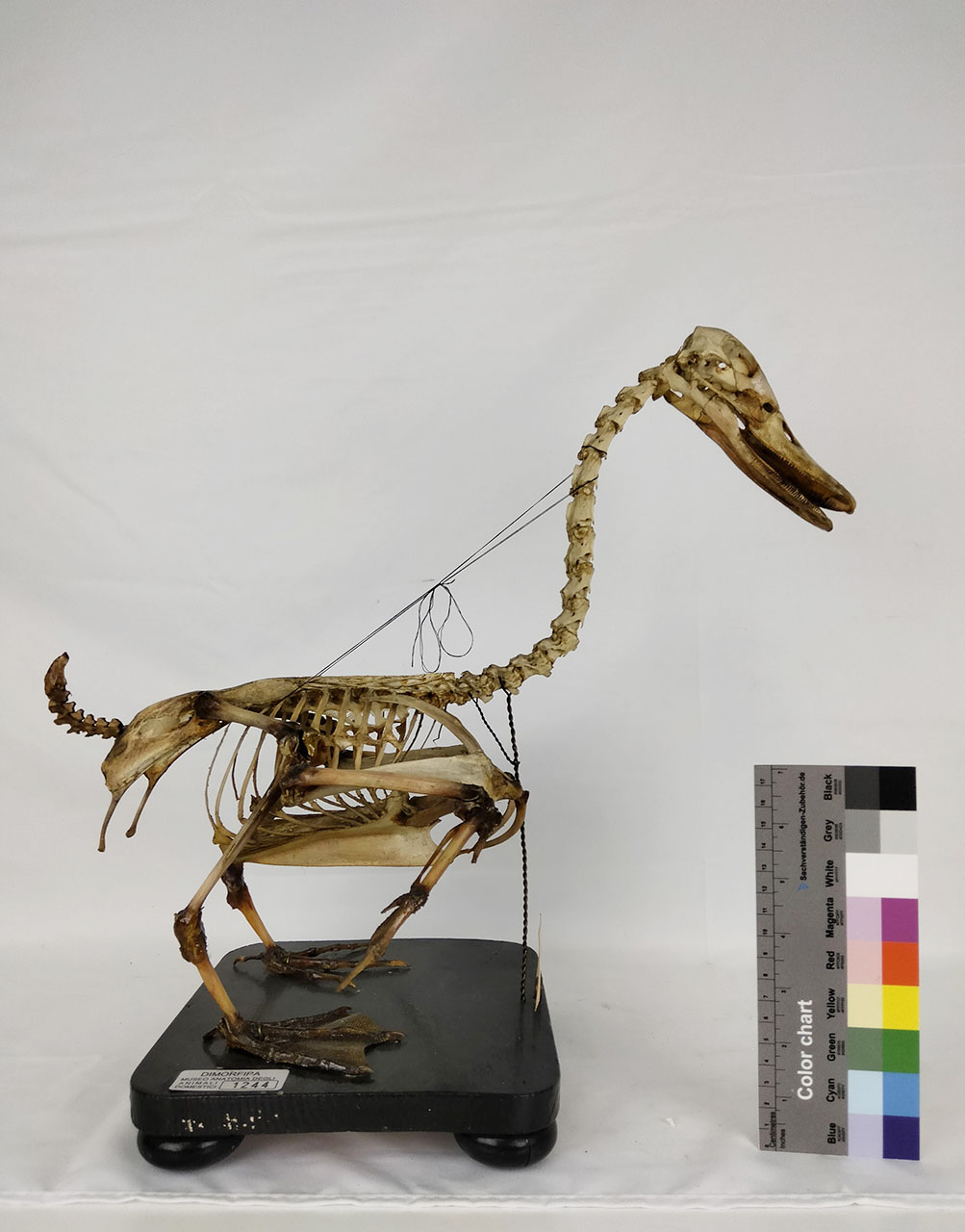 VERTEBRATI/ UCCELLI/ anatra (esemplare)