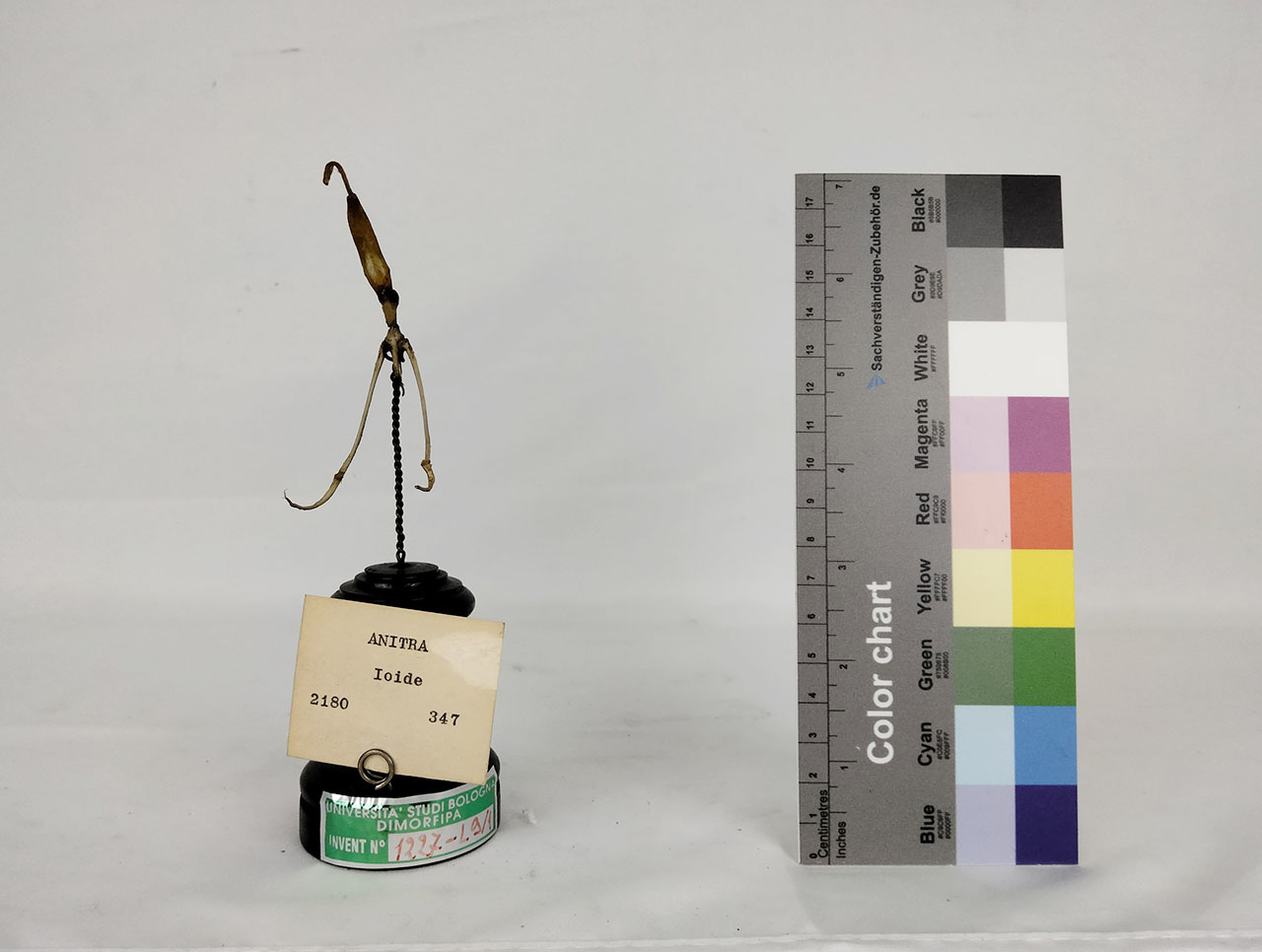 VERTEBRATI/ UCCELLI/ anatra (esemplare)