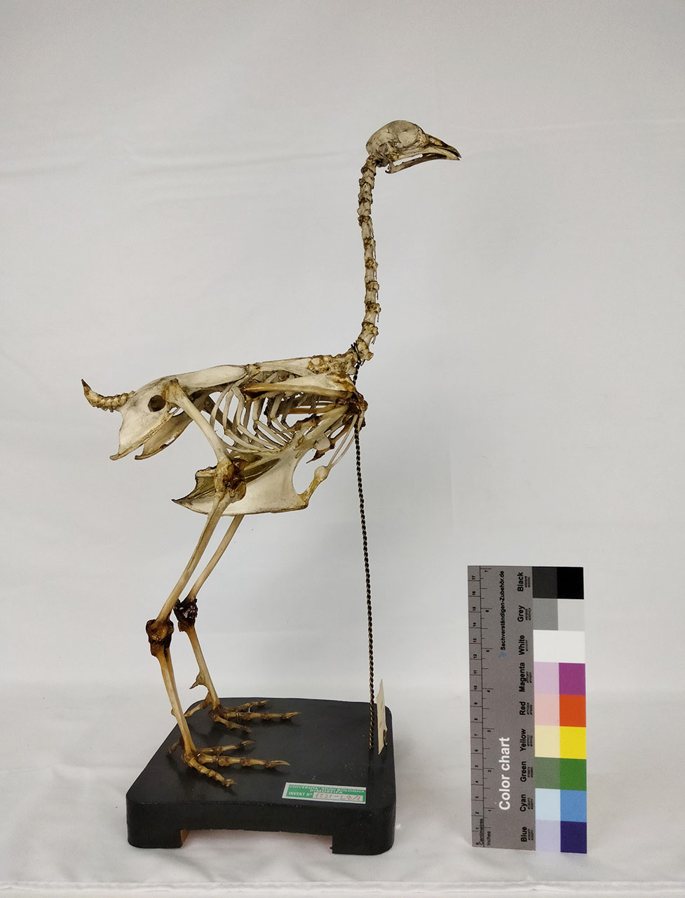 VERTEBRATI/ UCCELLI/ pollo (esemplare)