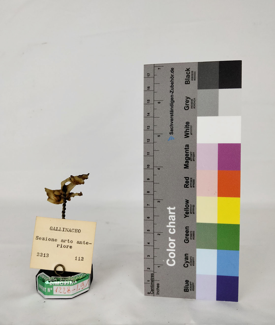 VERTEBRATI/ UCCELLI/ pollo (esemplare)