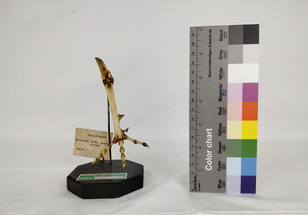 VERTEBRATI/ UCCELLI/ pollo (esemplare)