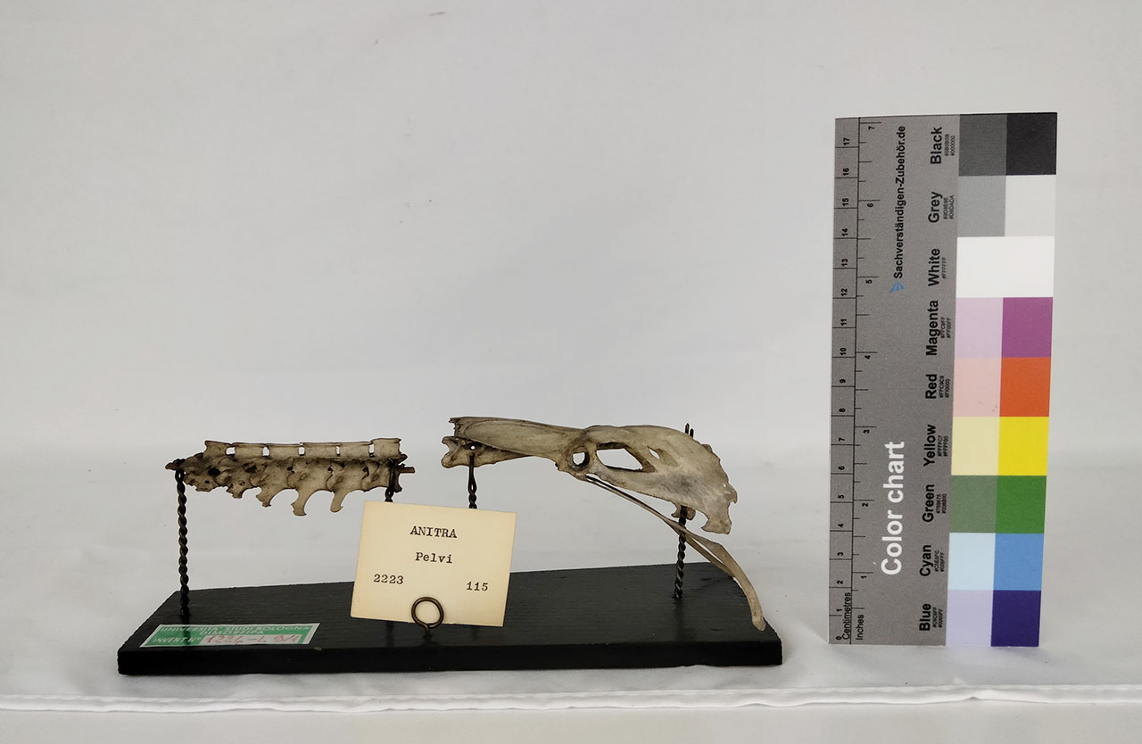 VERTEBRATI/ UCCELLI/ anatra (esemplare)