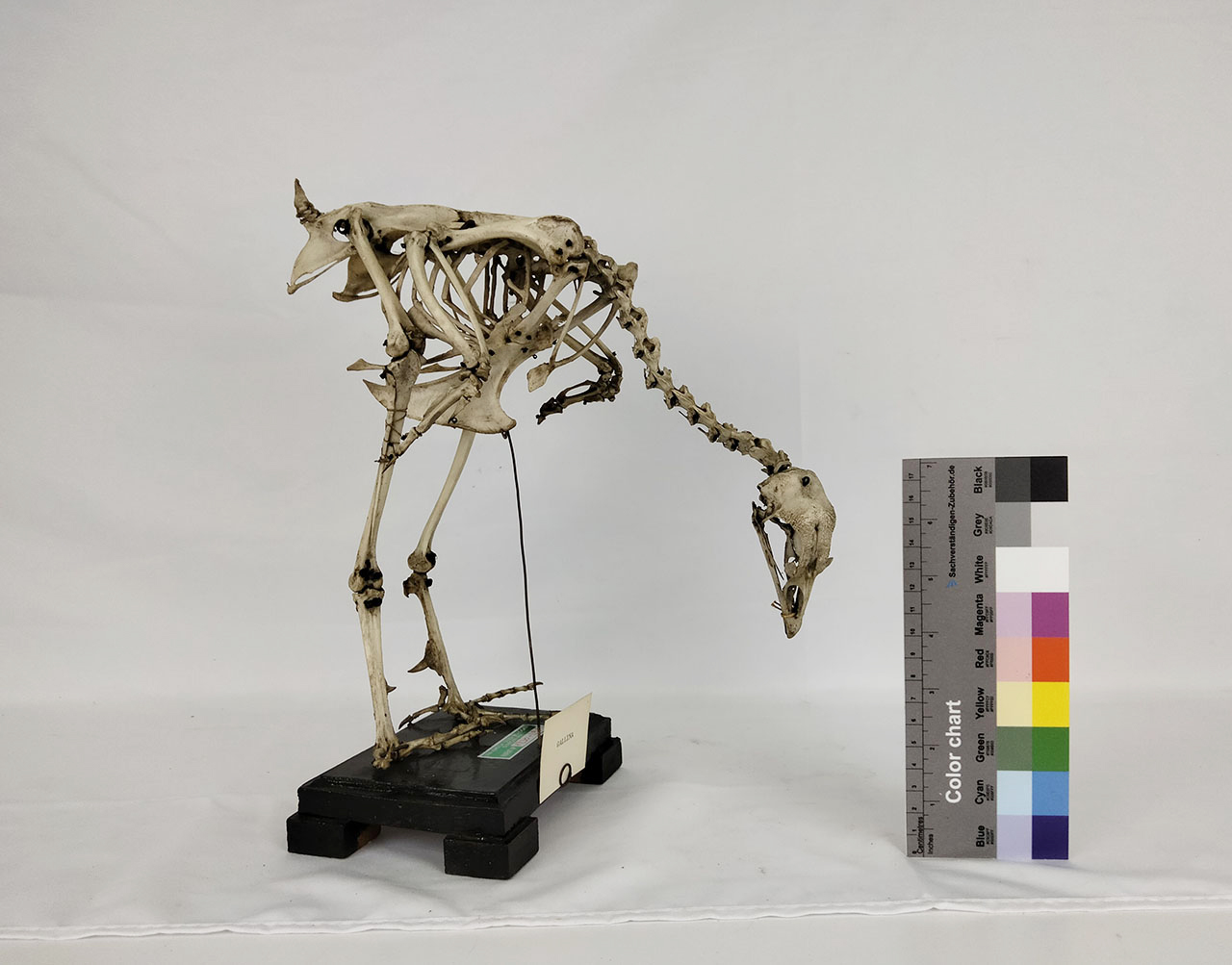 VERTEBRATI/ UCCELLI/ pollo (esemplare)