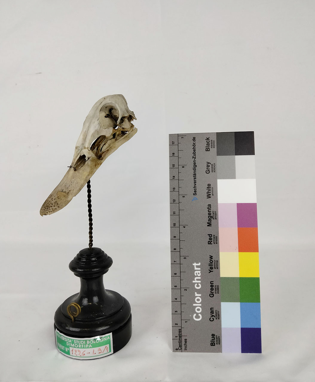 VERTEBRATI/ UCCELLI/ anatra (esemplare)