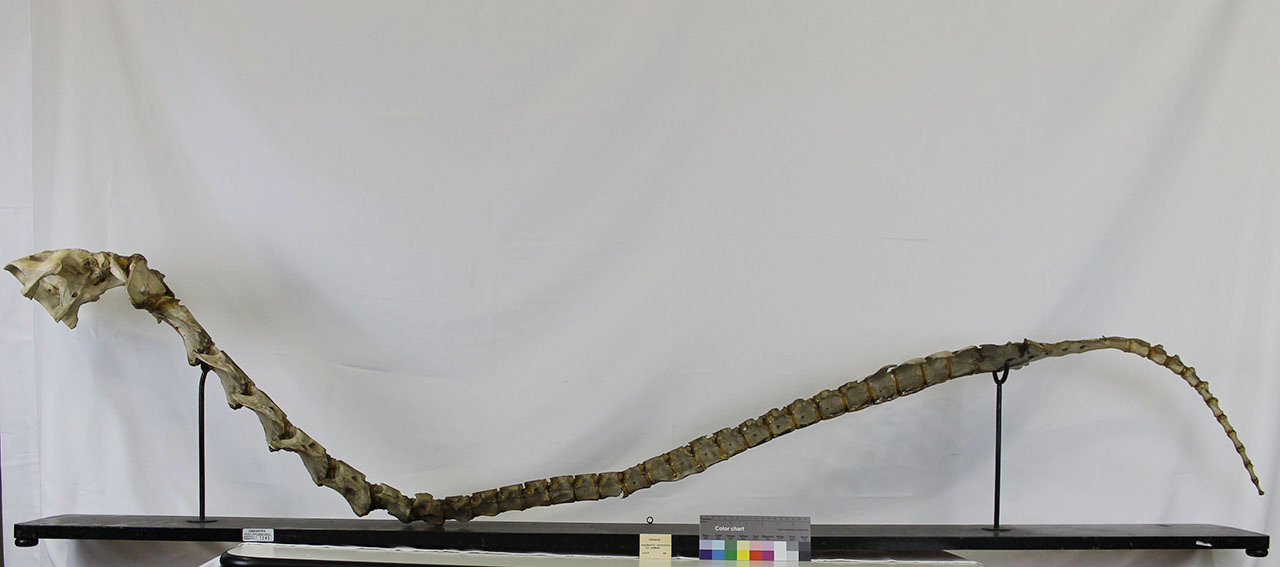 VERTEBRATI/ MAMMIFERI/ cavallo (esemplare)