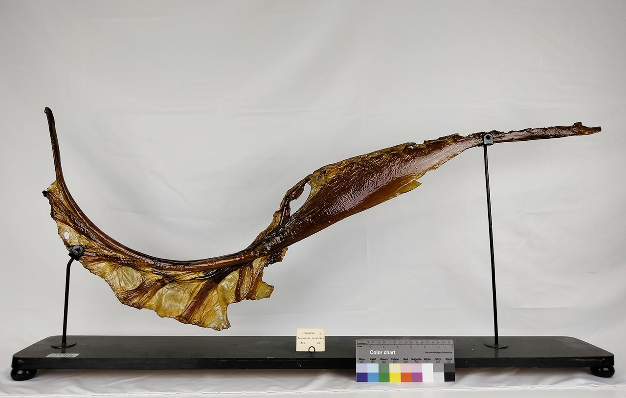 VERTEBRATI/ MAMMIFERI/ cammello (esemplare)