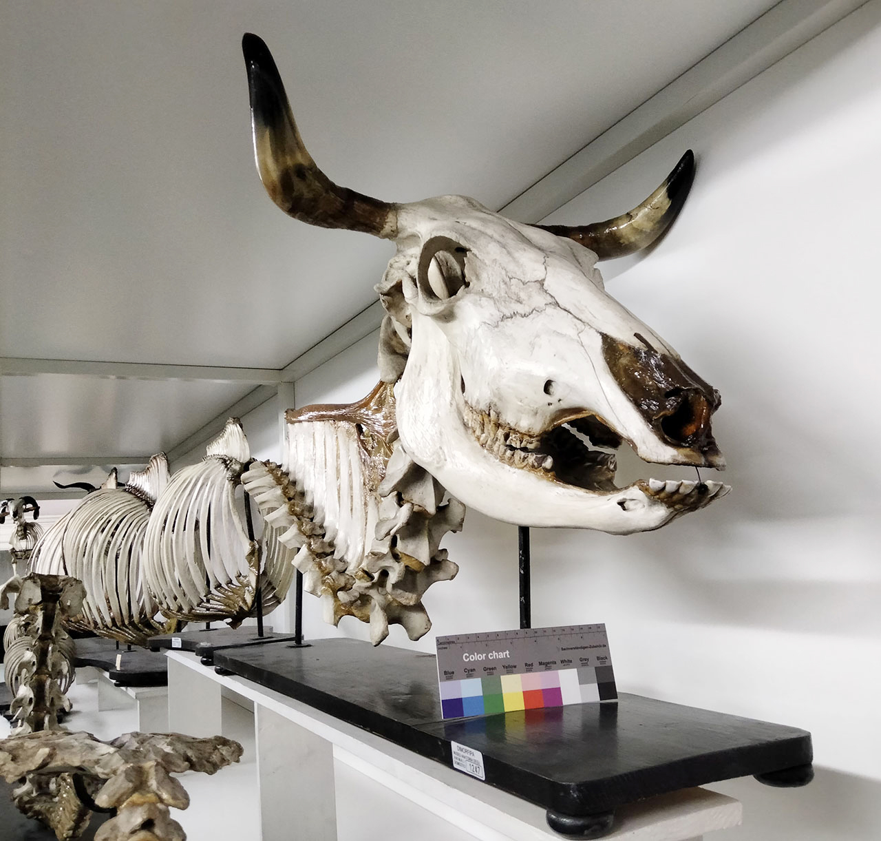 VERTEBRATI/ MAMMIFERI/ bue (esemplare)