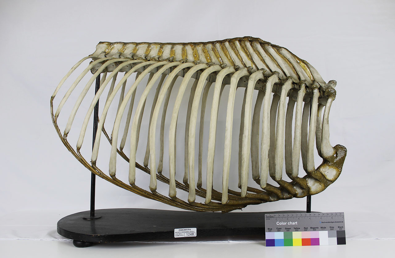 VERTEBRATI/ MAMMIFERI/ equino (esemplare)