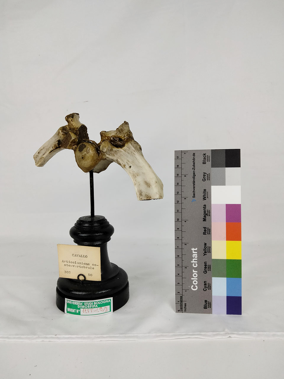 VERTEBRATI/ MAMMIFERI/ cavallo (esemplare)