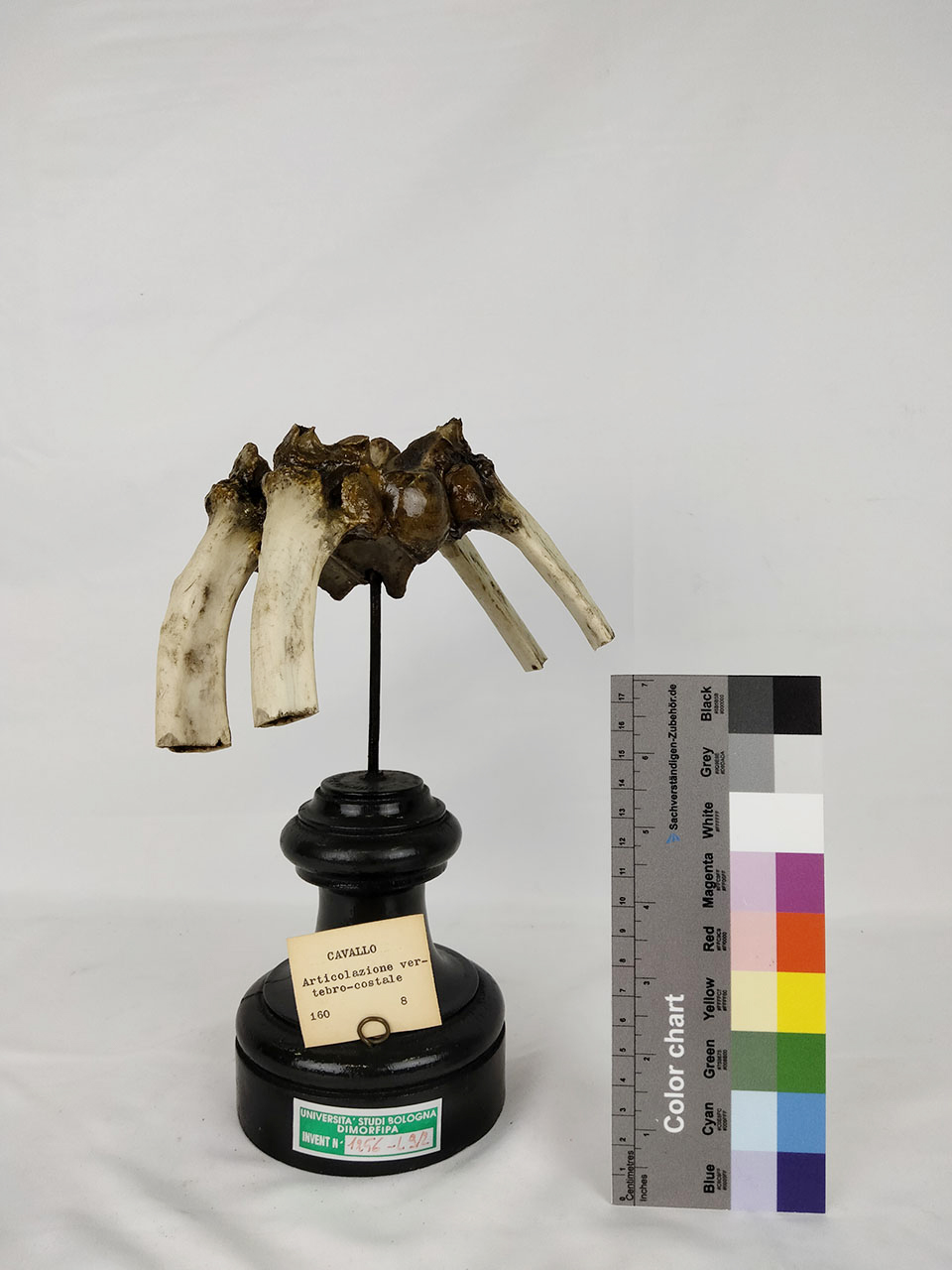 VERTEBRATI/ MAMMIFERI/ cavallo (esemplare)