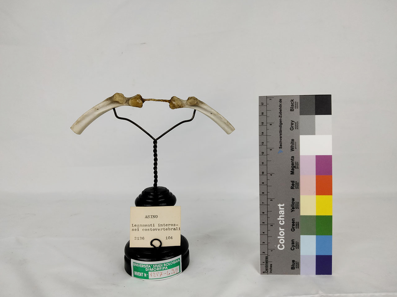 VERTEBRATI/ MAMMIFERI/ asino (esemplare)