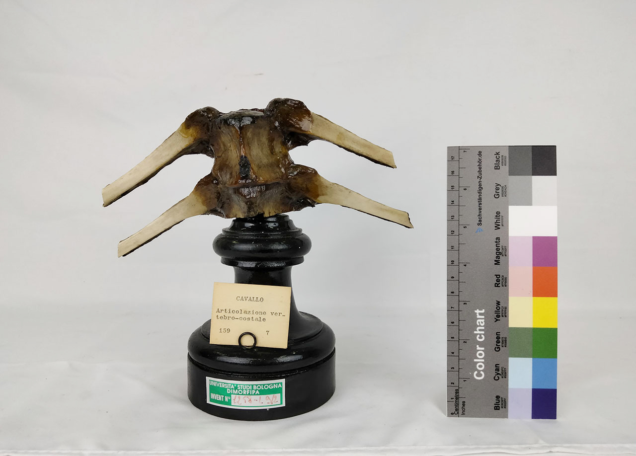 VERTEBRATI/ MAMMIFERI/ cavallo (esemplare)