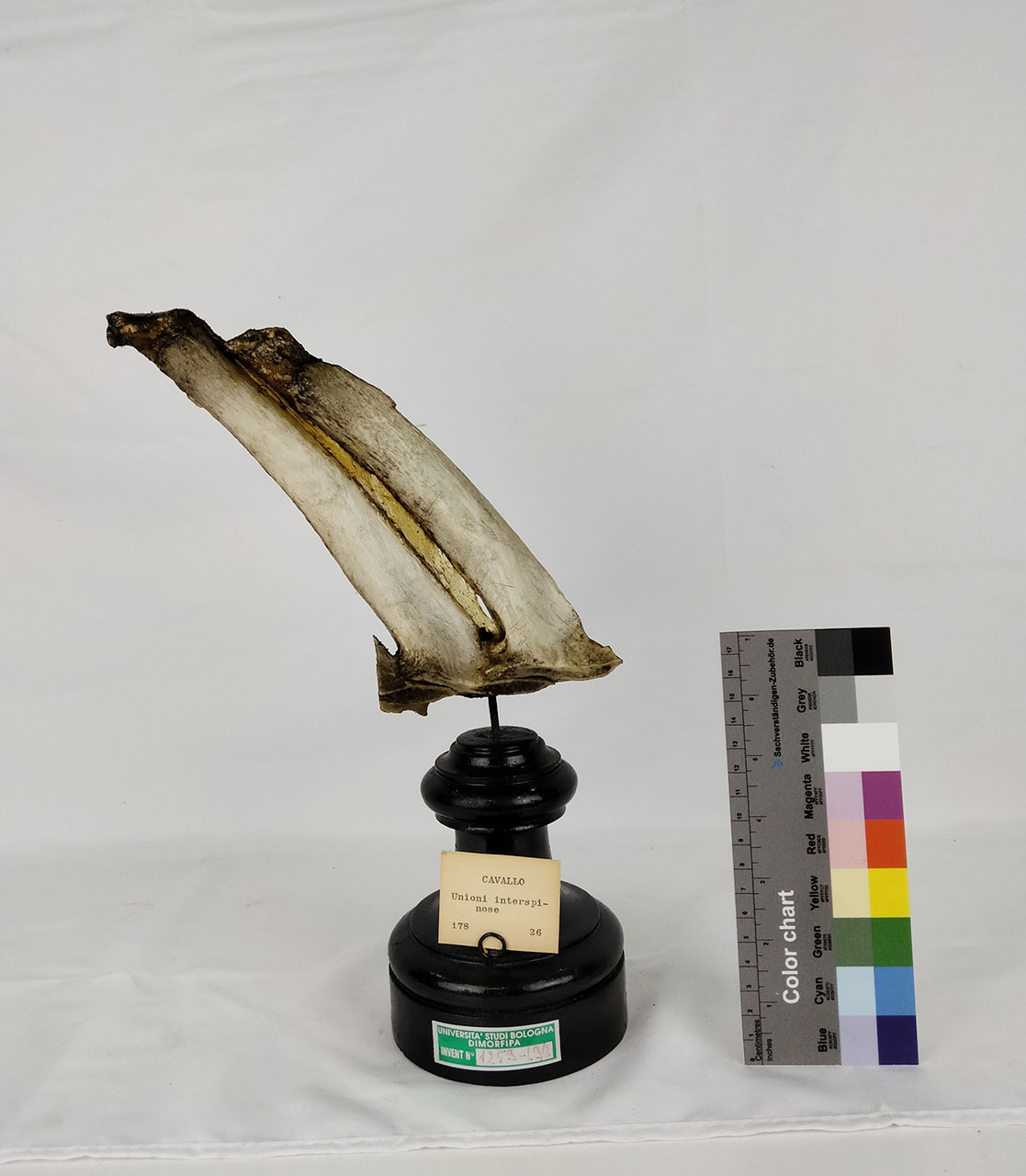 VERTEBRATI/ MAMMIFERI/ cavallo (esemplare)