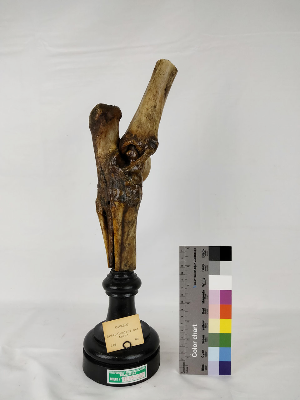 VERTEBRATI/ MAMMIFERI/ cavallo (esemplare)