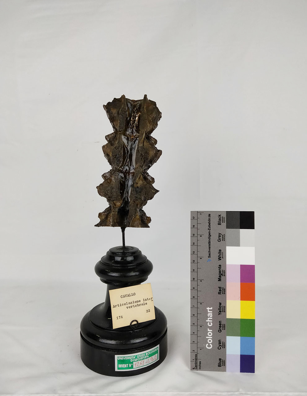 VERTEBRATI/ MAMMIFERI/ cavallo (esemplare)