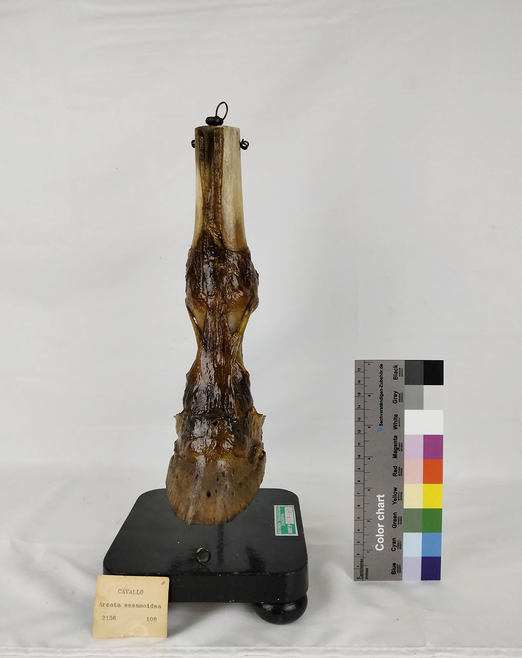 VERTEBRATI/ MAMMIFERI/ cavallo (esemplare)