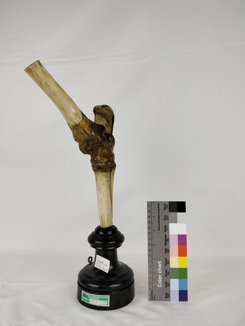 VERTEBRATI/ MAMMIFERI/ asino (esemplare)