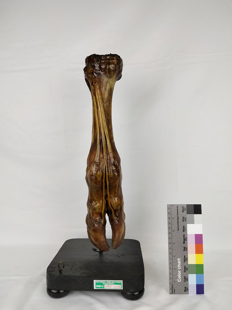 VERTEBRATI/ MAMMIFERI/ bue (esemplare)