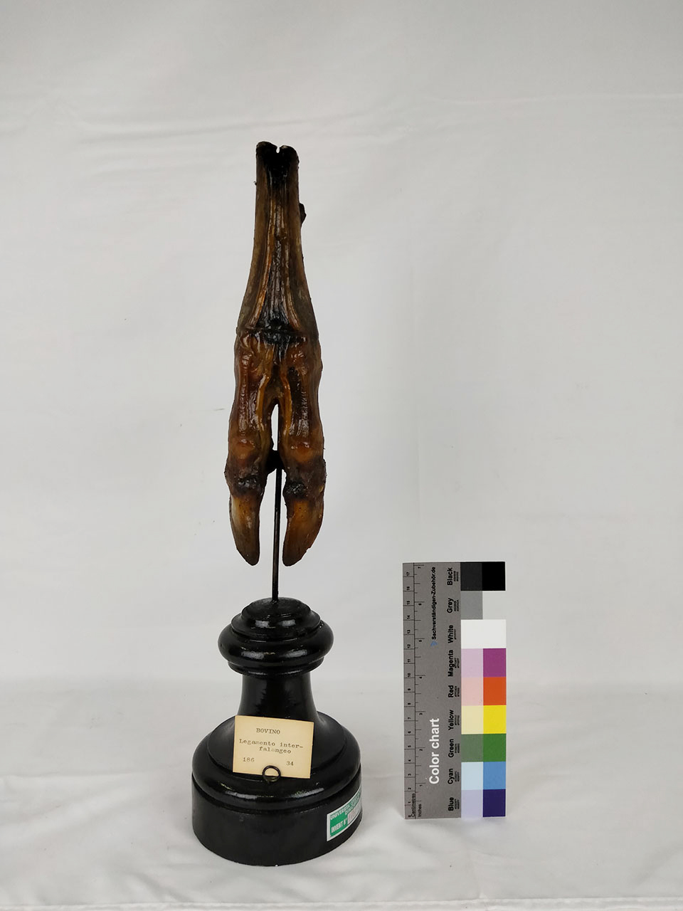 VERTEBRATI/ MAMMIFERI/ bue (esemplare)