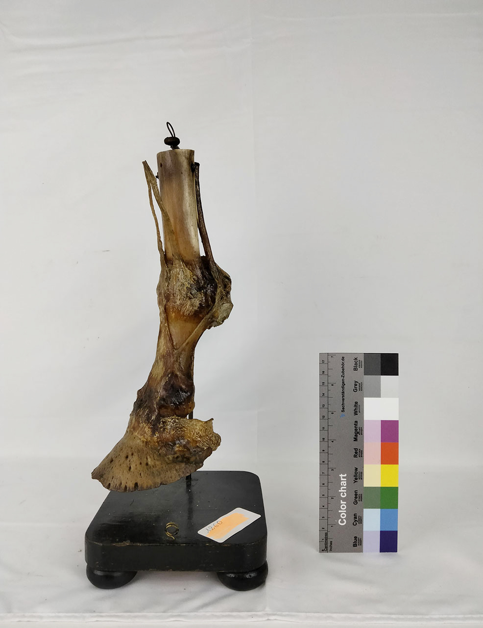 VERTEBRATI/ MAMMIFERI/ bue (esemplare)