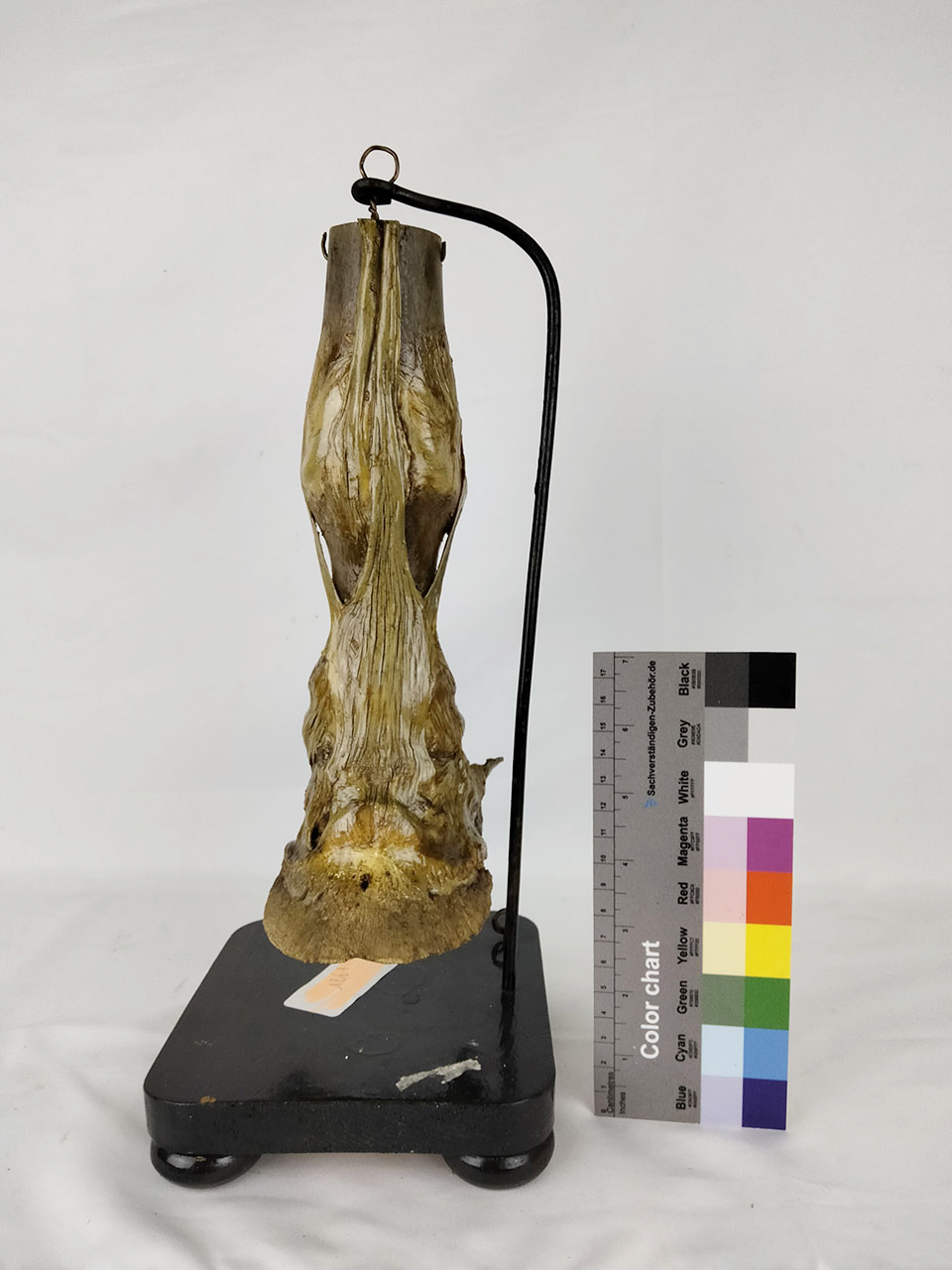 VERTEBRATI/ MAMMIFERI/ cavallo (esemplare)