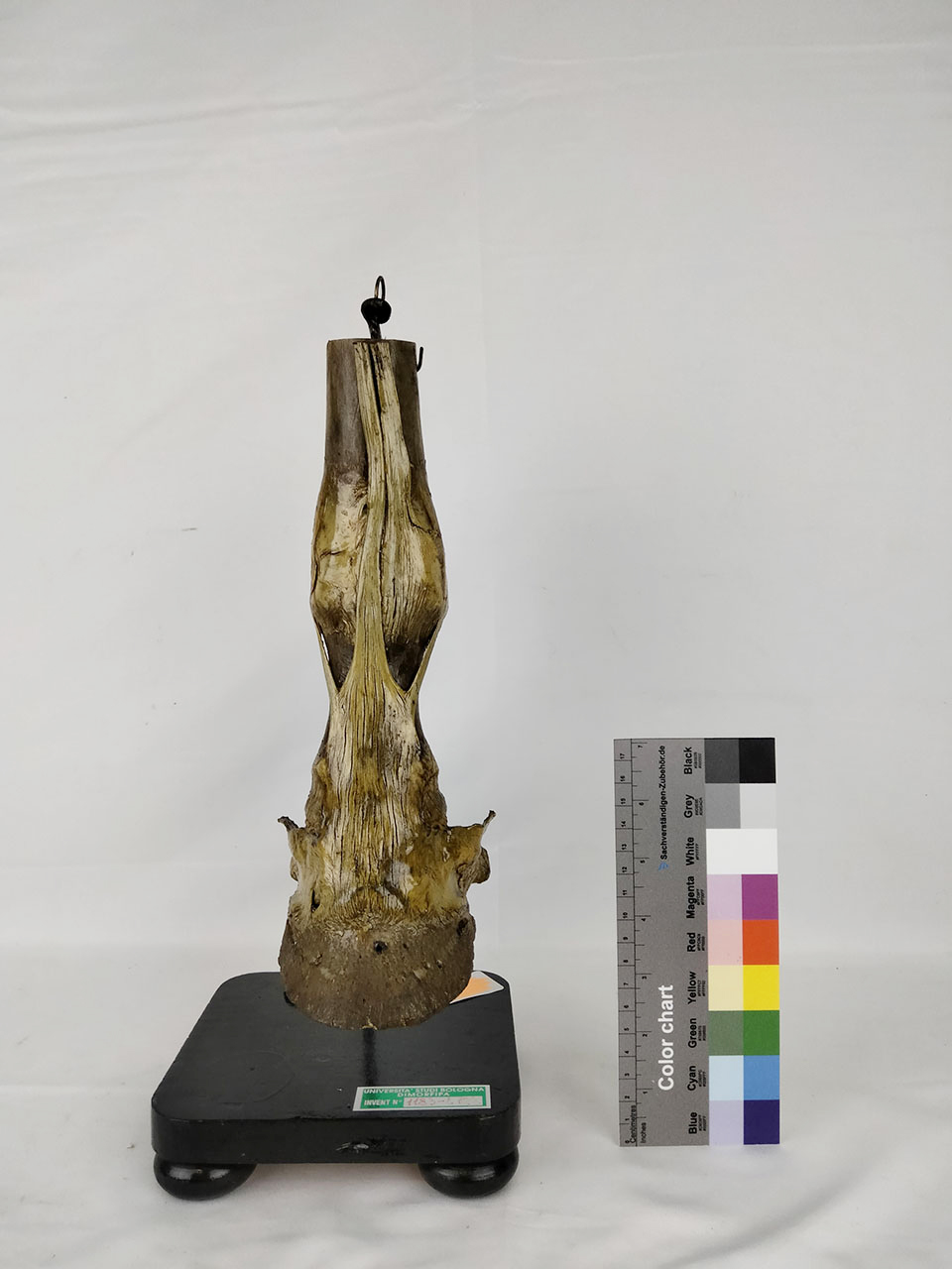 VERTEBRATI/ MAMMIFERI/ cavallo (esemplare)