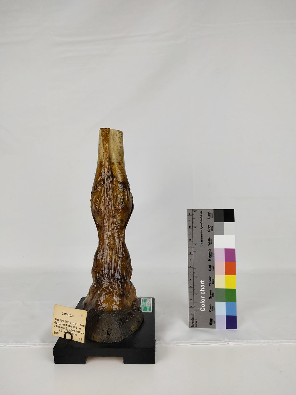 VERTEBRATI/ MAMMIFERI/ cavallo (esemplare)