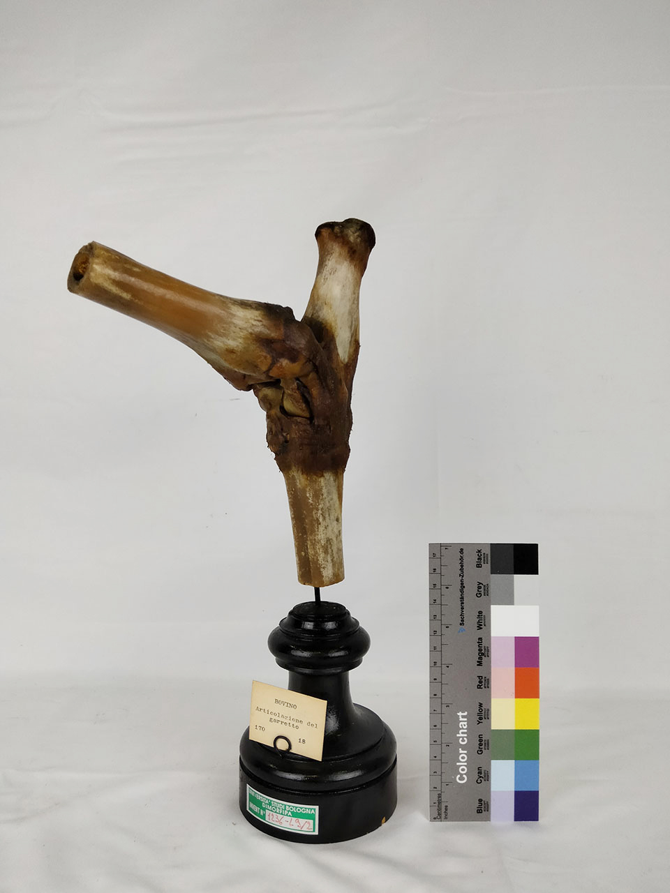 VERTEBRATI/ MAMMIFERI/ bue (esemplare)