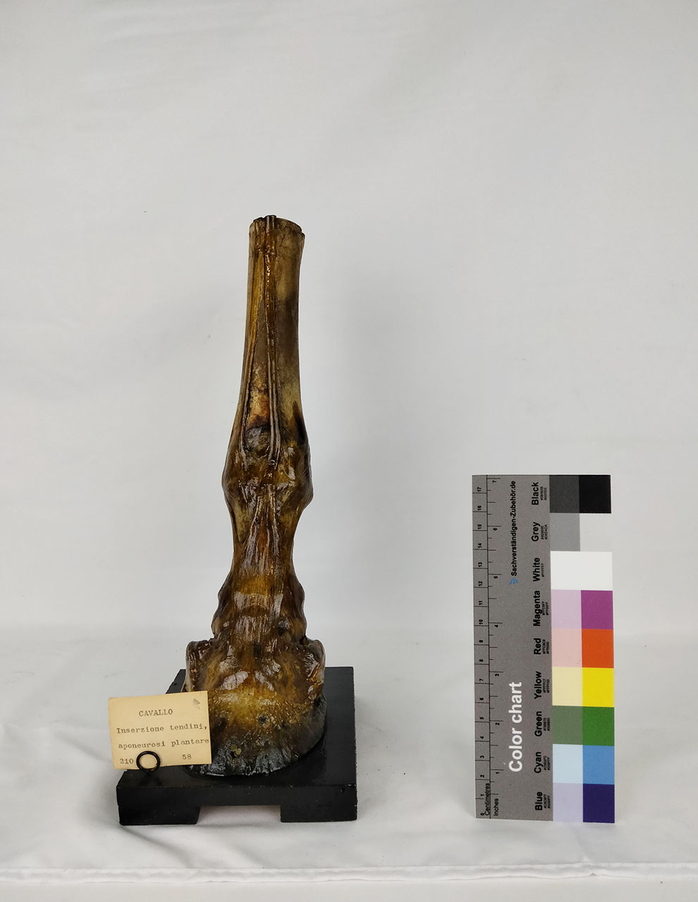 VERTEBRATI/ MAMMIFERI/ cavallo (esemplare)