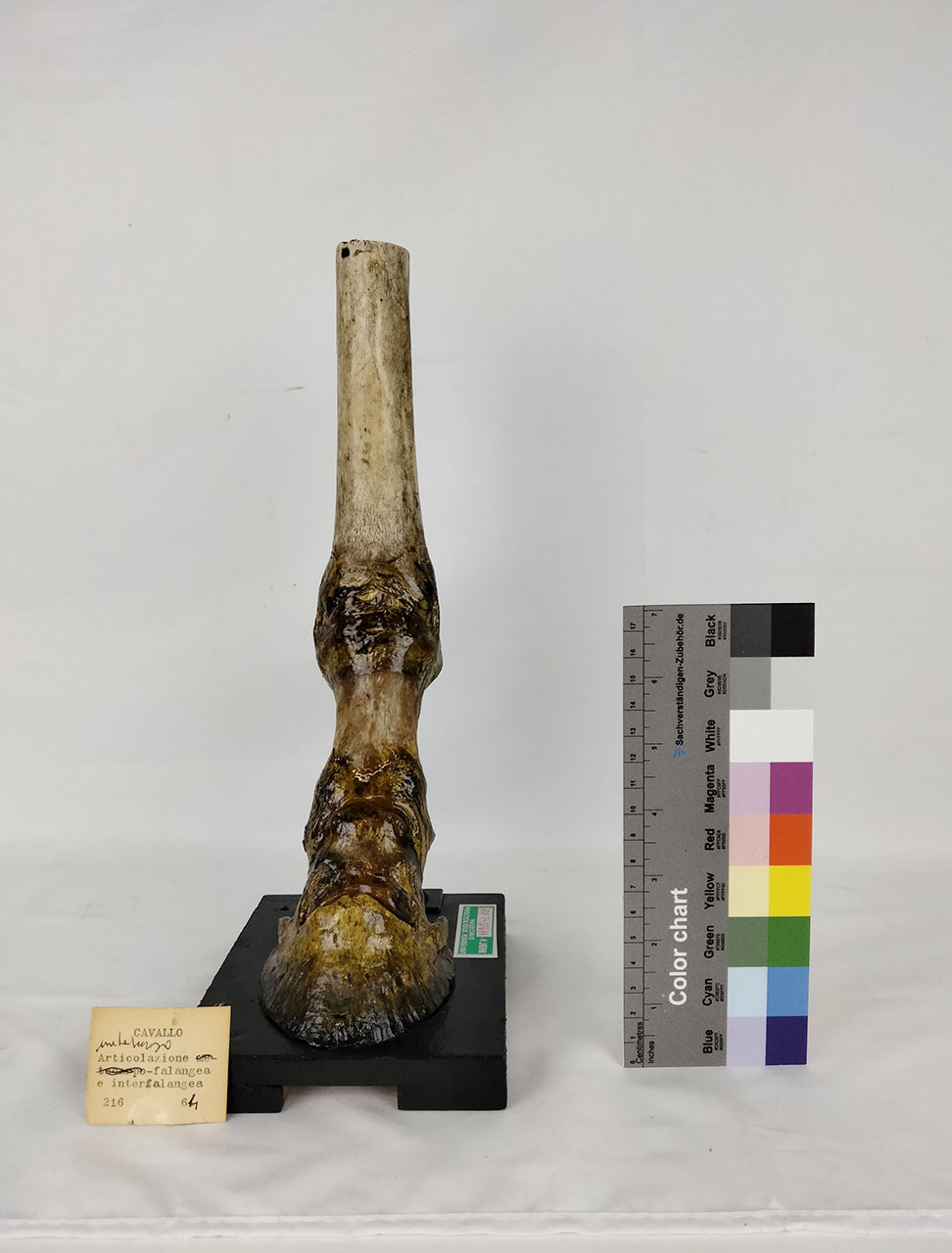 VERTEBRATI/ MAMMIFERI/ cavallo (esemplare)