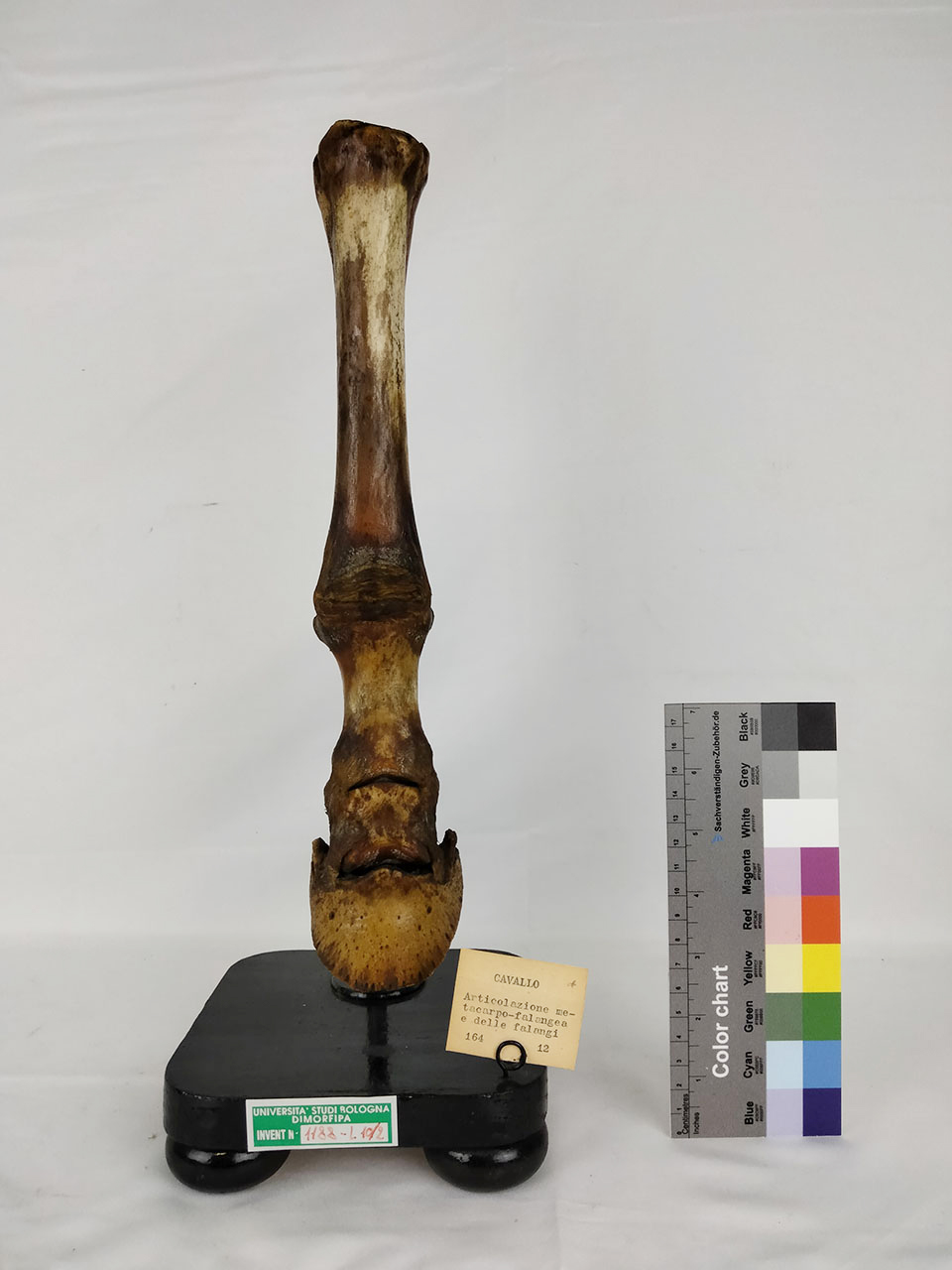 VERTEBRATI/ MAMMIFERI/ cavallo (esemplare)