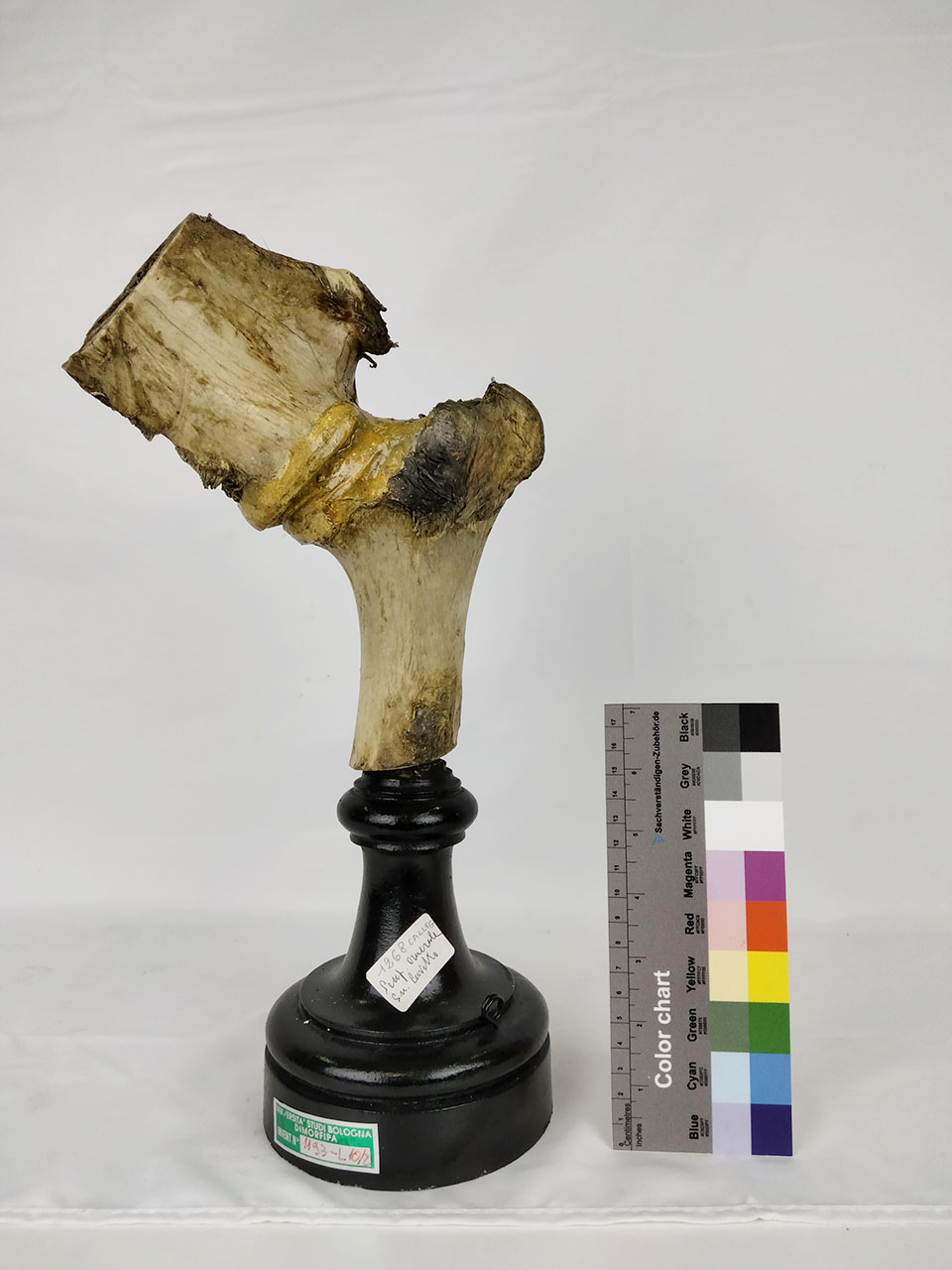 VERTEBRATI/ MAMMIFERI/ cavallo (esemplare)