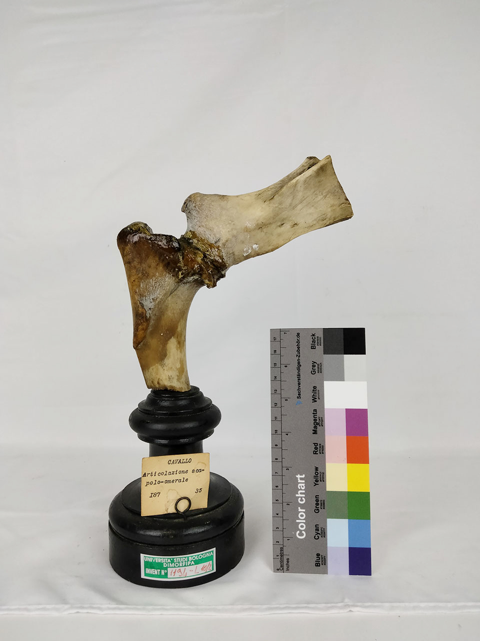 VERTEBRATI/ MAMMIFERI/ cavallo (esemplare)