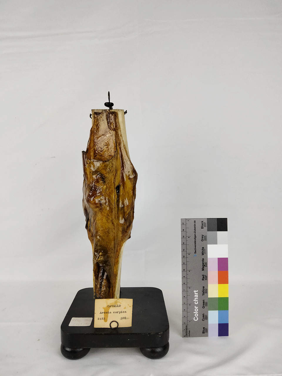 VERTEBRATI/ MAMMIFERI/ cavallo (esemplare)