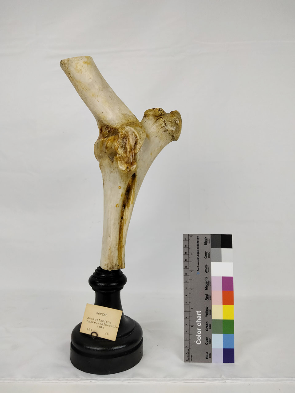 VERTEBRATI/ MAMMIFERI/ bue (esemplare)