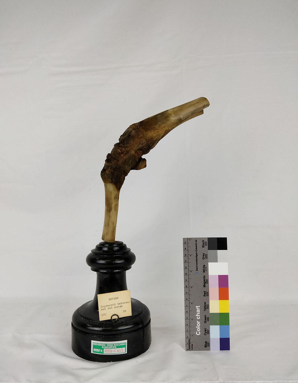 VERTEBRATI/ MAMMIFERI/ bue (esemplare)