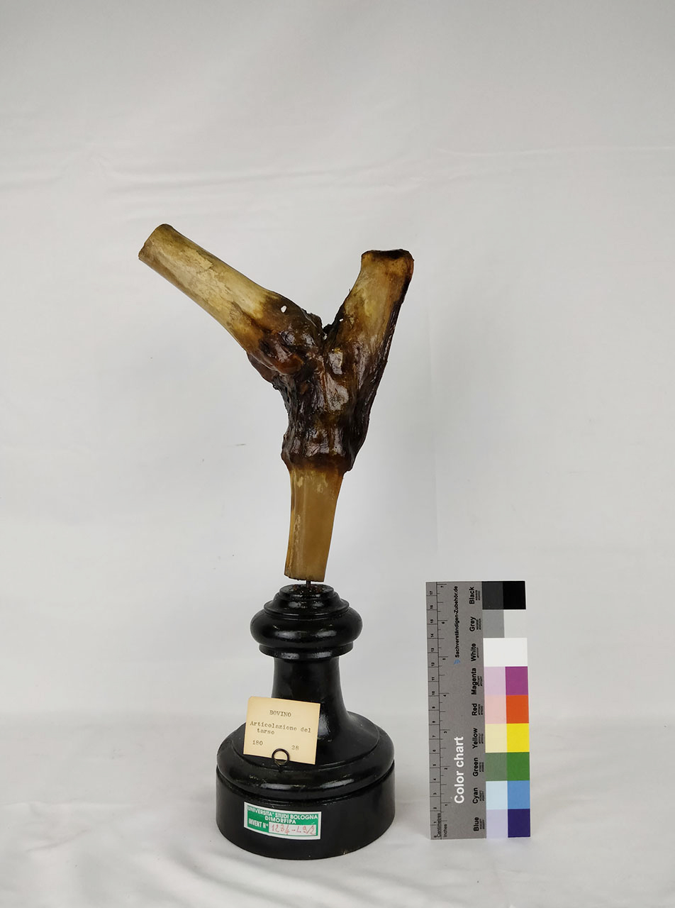 VERTEBRATI/ MAMMIFERI/ bue (esemplare)