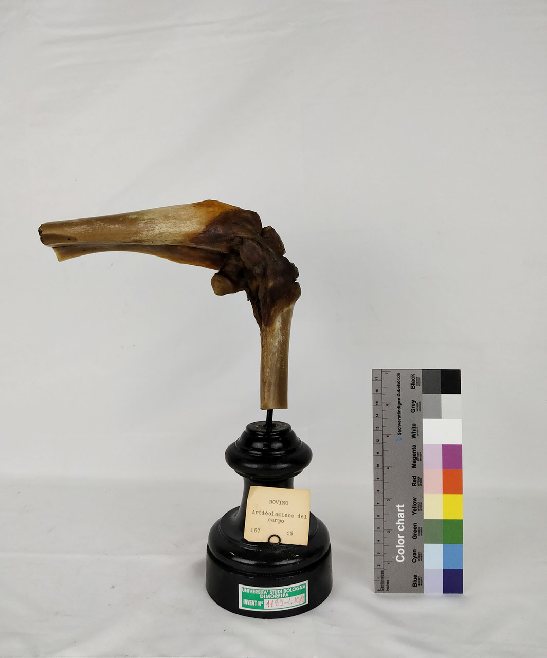 VERTEBRATI/ MAMMIFERI/ bue (esemplare)