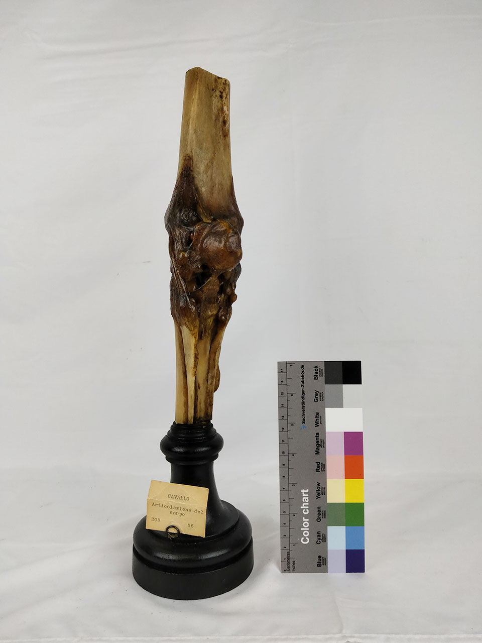 VERTEBRATI/ MAMMIFERI/ cavallo (esemplare)