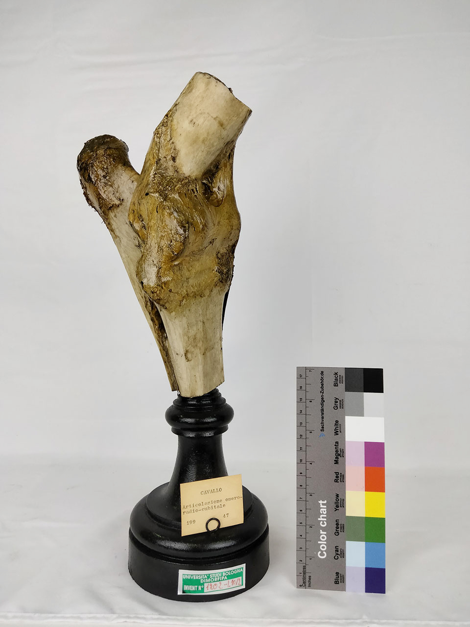 VERTEBRATI/ MAMMIFERI/ cavallo (esemplare)