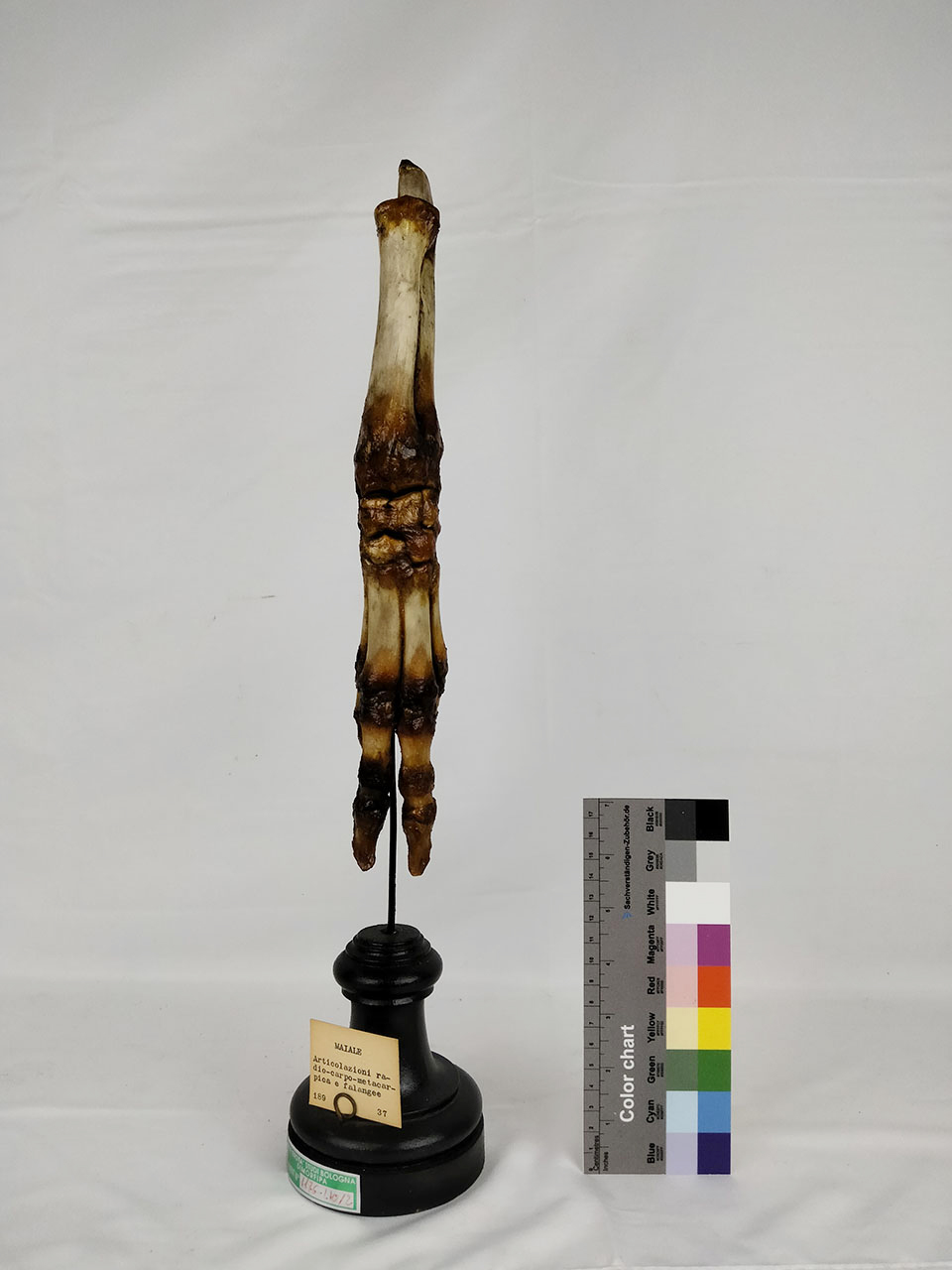 VERTEBRATI/ MAMMIFERI/ suino (esemplare)