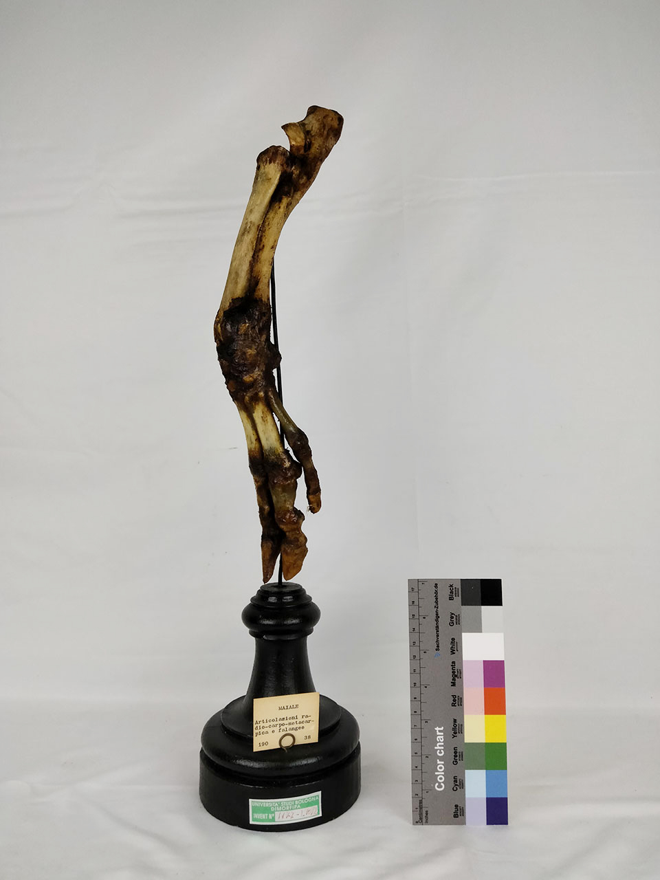 VERTEBRATI/ MAMMIFERI/ suino (esemplare)