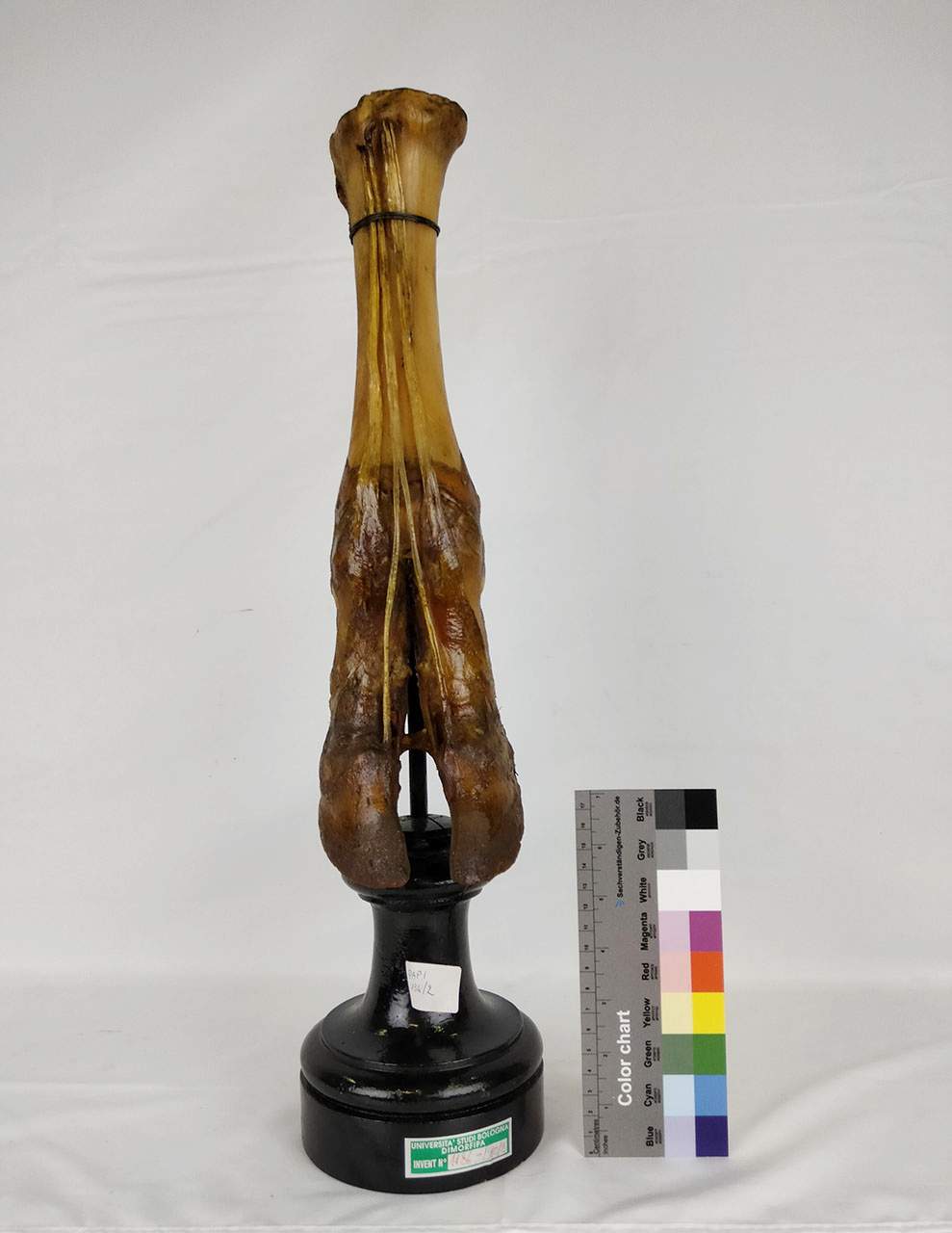 VERTEBRATI/ MAMMIFERI/ bue (esemplare)