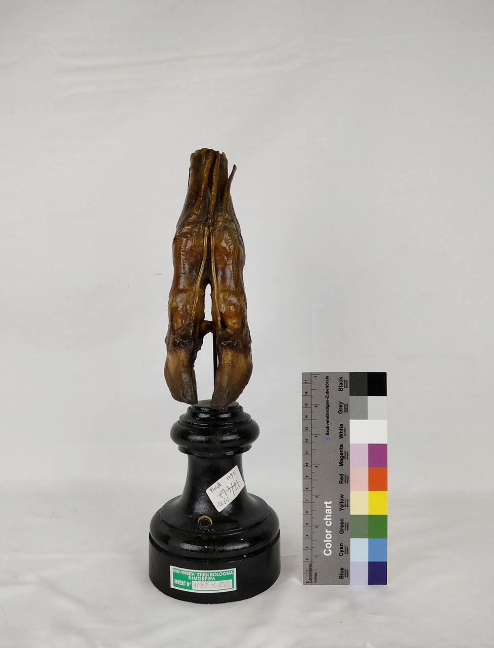 VERTEBRATI/ MAMMIFERI/ bovino (esemplare)