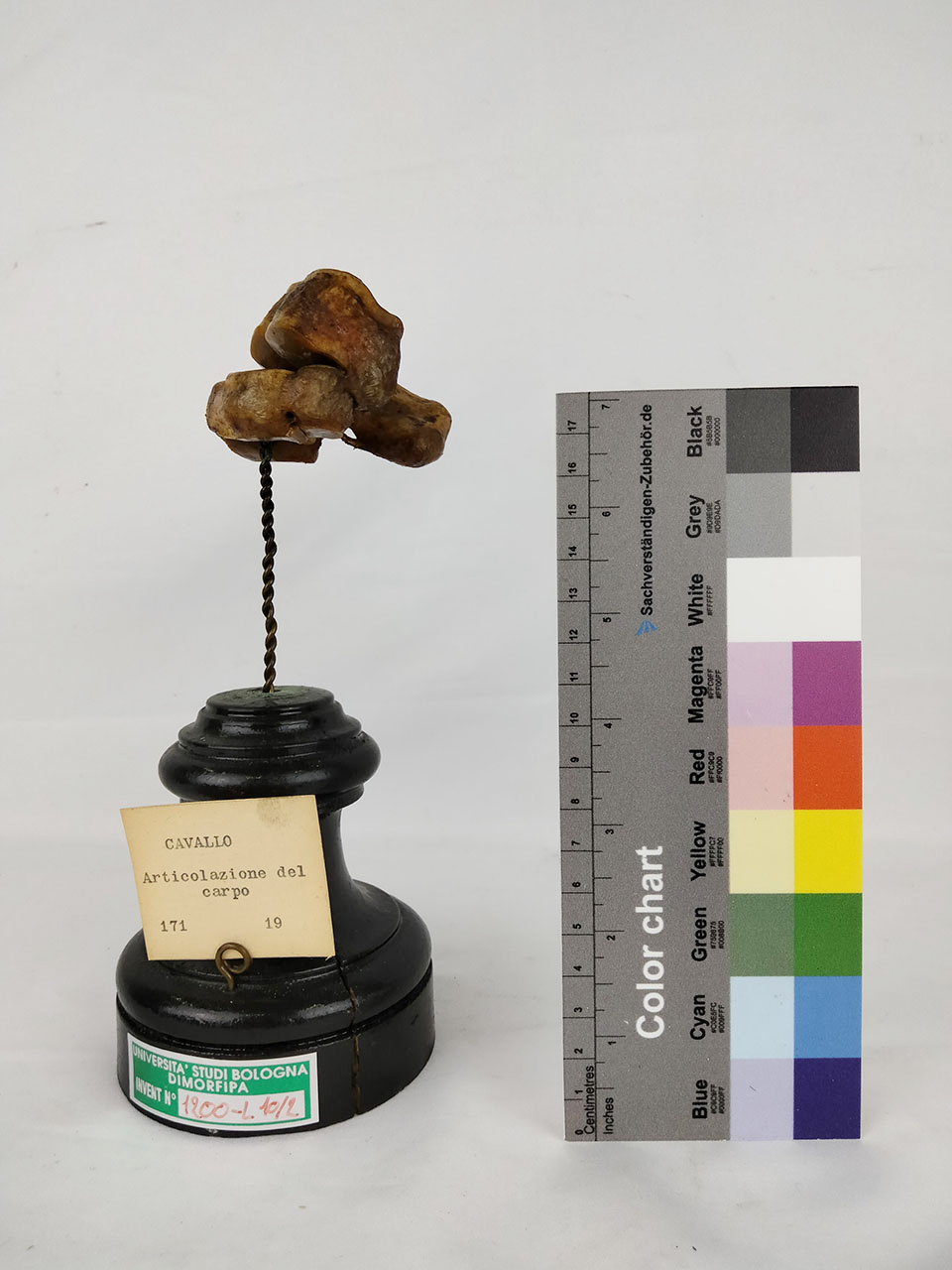 VERTEBRATI/ MAMMIFERI/ cavallo (esemplare)