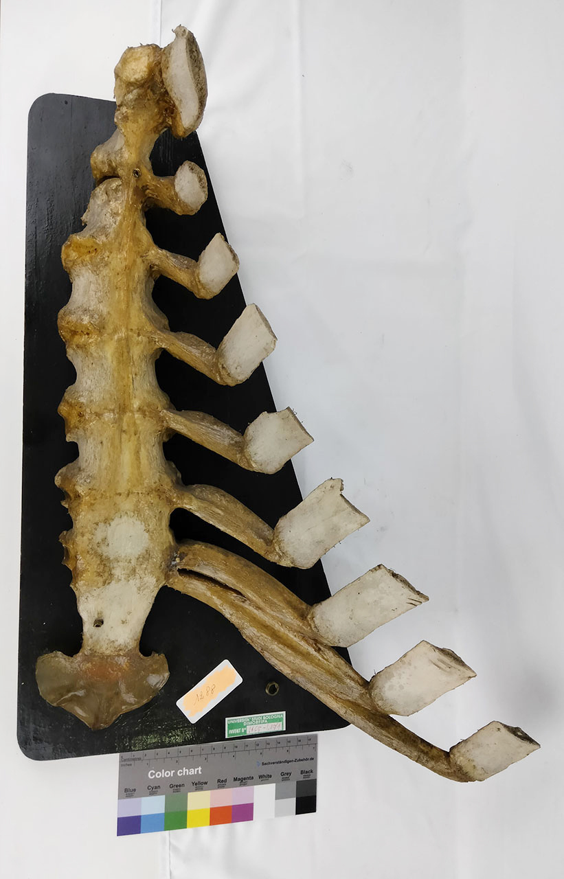 VERTEBRATI/ MAMMIFERI/ vacca (esemplare)