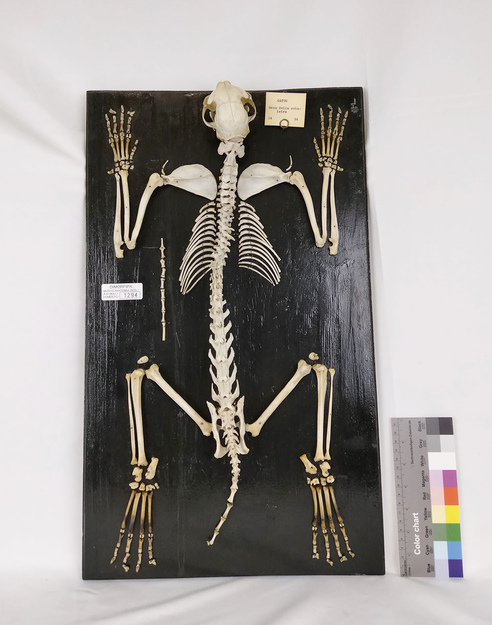 VERTEBRATI/ MAMMIFERI/ gatto (esemplare)