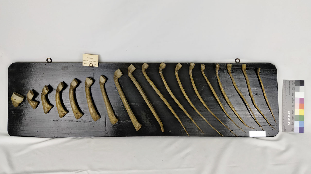 VERTEBRATI/ MAMMIFERI/ cavallo (esemplare)