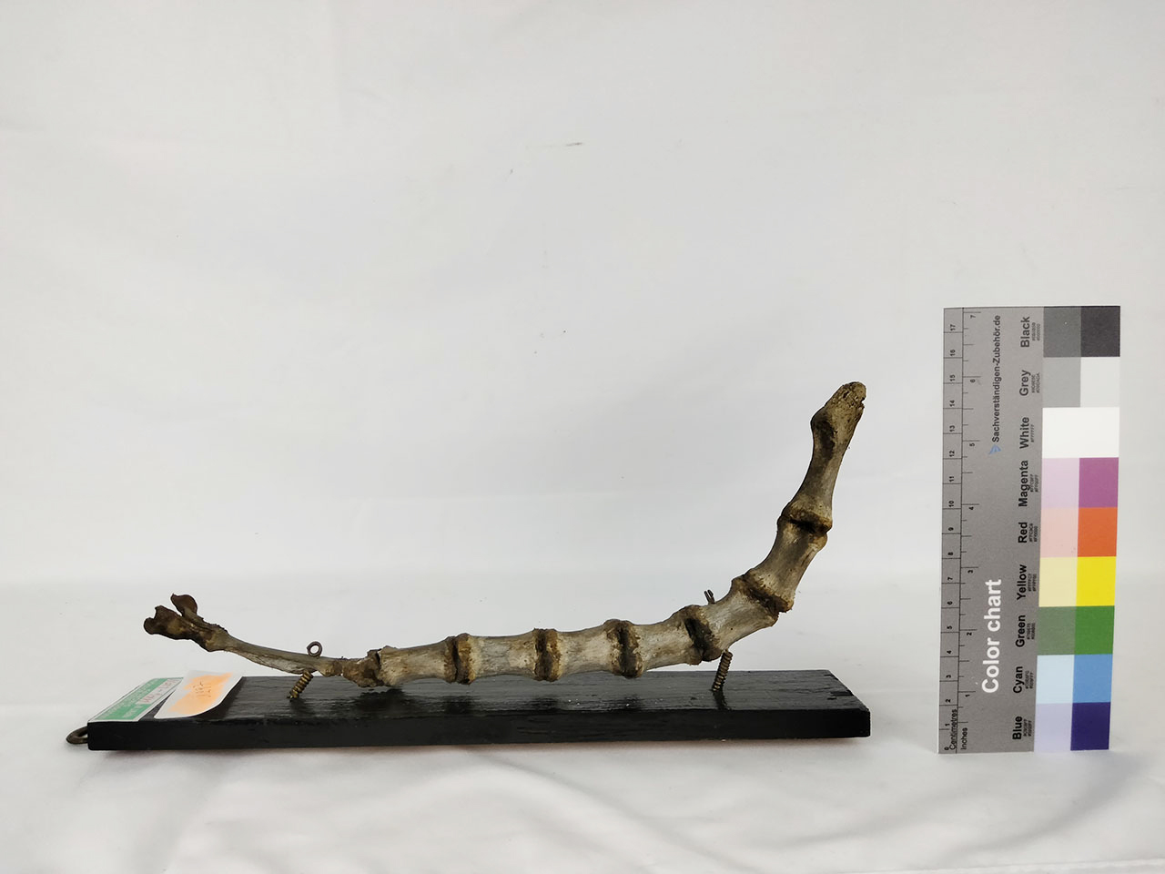 VERTEBRATI/ MAMMIFERI/ cane (esemplare)